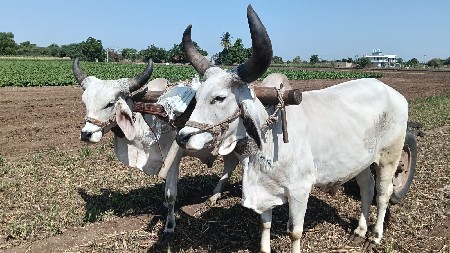 ગોઘલા વેચવા ના સે