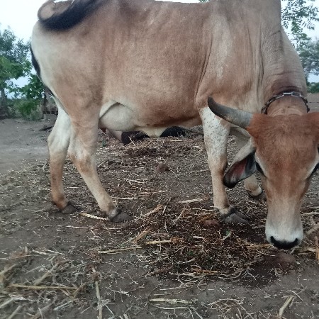 ગાય વેચવાની છે