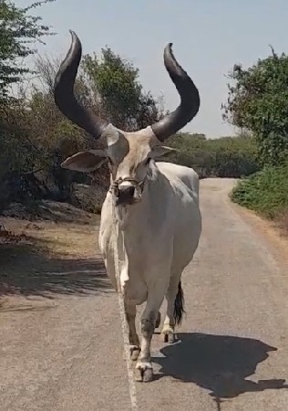 બરધ
