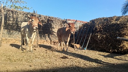 બળદ વેચવાના છે