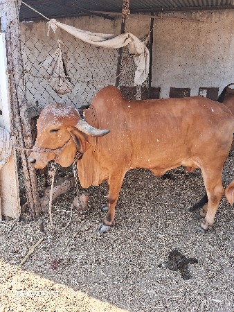 ગીર ગાય વેચવાની