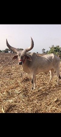 ધોધલો‌ વેચવાનો છે