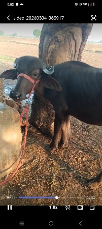 પાડી વેચવાની છે