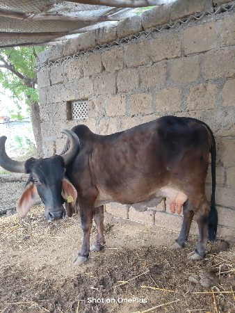 ગાય વેચવાની સે