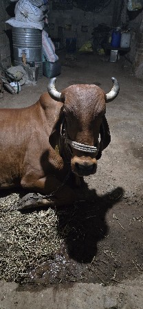 ગાય વેચવા ની છે