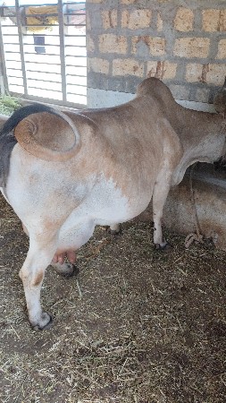 ગાય આપવાની છે