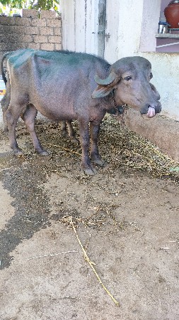 ખડેલી