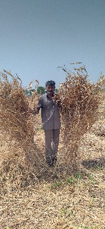 સુકી જુવાર વેચવાની છે વજન માં