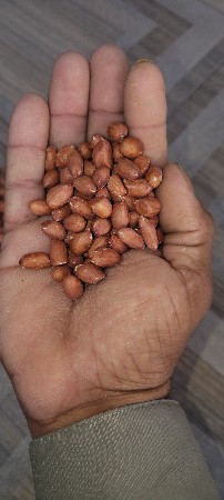 જી વીસ દાણા બિયારણ