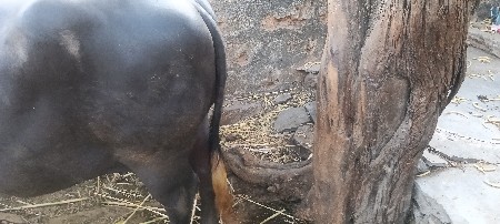 વહૅ થવાની સ