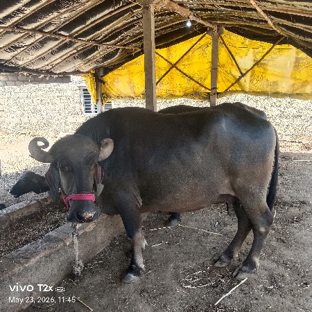 ભેંશ