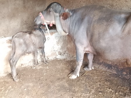 ભેસ વેચવાની છે