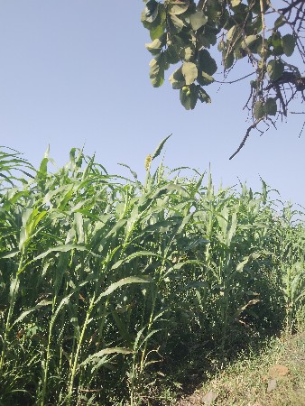 2.5 વિદ્યા ની લીલી જુવાર