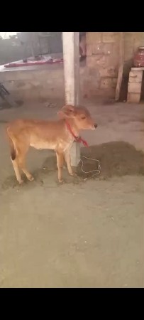 વિજય ભાઈ બારિયા 7862892795