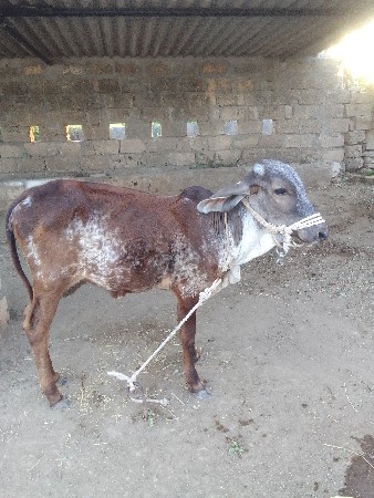 વાછડી વેચવાની છે.