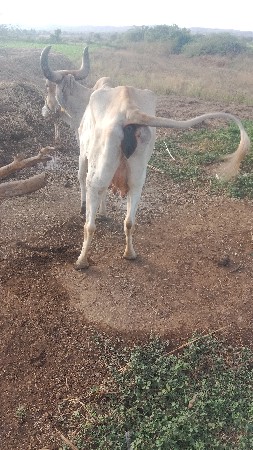 ગાય વેચવાની છે