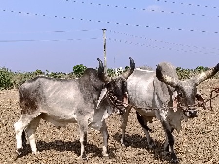 બળદ વેચવાના છે