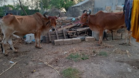 Badhi     jvabadari