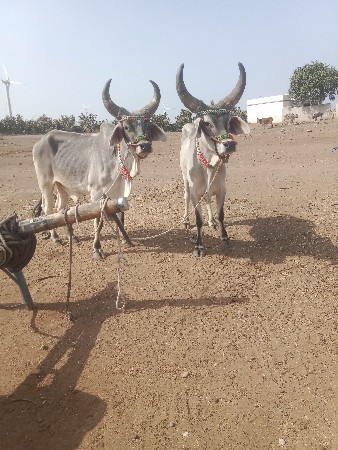 એક તો રાખેલા ચાલશે ચાલશે