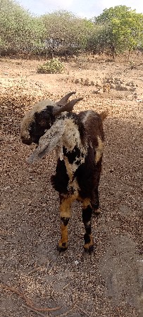 બોકડો‌ વેસવાનો‌ છે