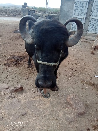 ભેસ વેચવાની છે