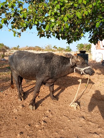 પાડો વેચવાનો છે
