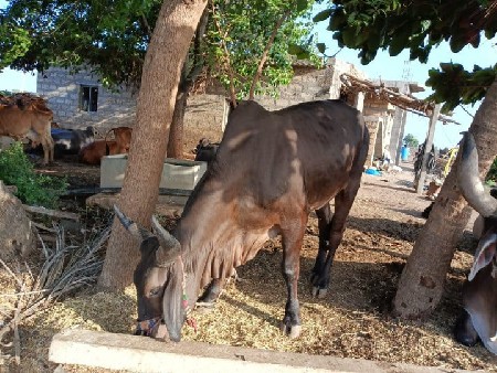 બળદ વેહવાનો છે