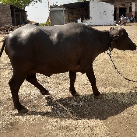 ભેશ