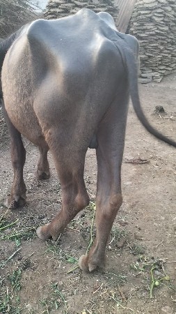 એક પાડો એક ખડેલી