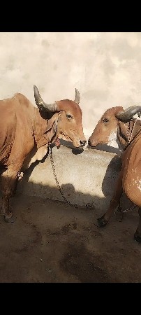 ગાય