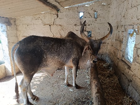 બળદ વેચવાનો છે