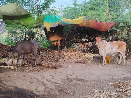 vasdi ne padi devanise
