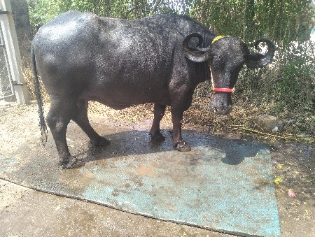 ખળેલી વેચવાની છે