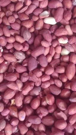 ઘરની માંડવી નું જીવીસ બી