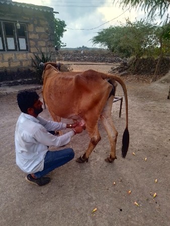 ફૂલ જવાબદારી સાથે ગાય વેશવાની છે
