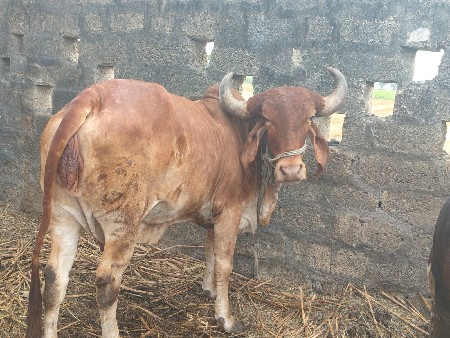 ગાય