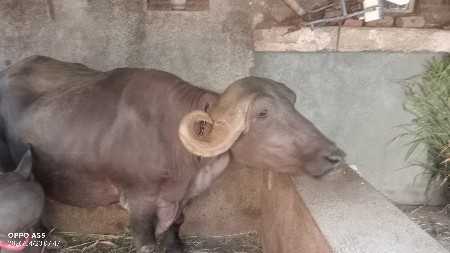 ભેંસ વેચવાની સે