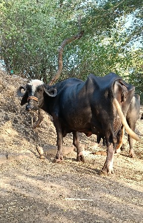 ભેંશ વેસવાની છે