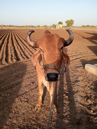 બળદ વેચવાનો છે