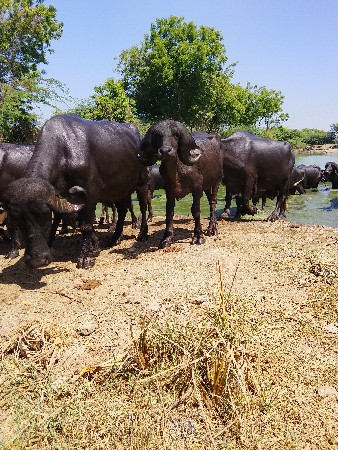વેચવાનો