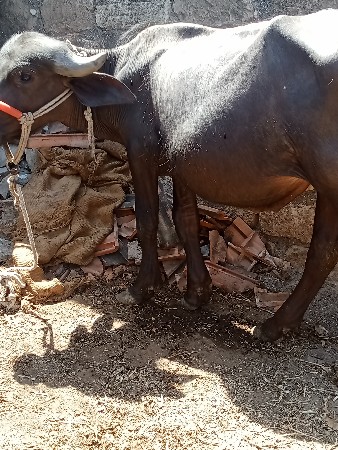 9662222901