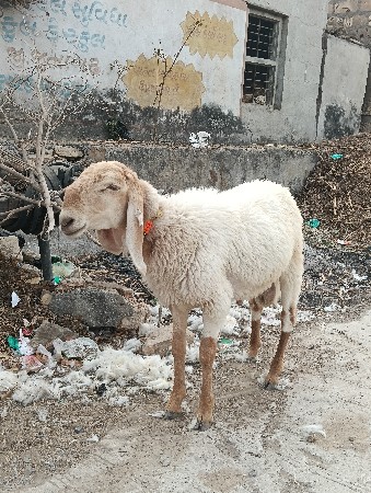 ઘેટો વેચવાનો છે