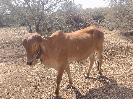 બળદ