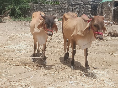 ગોડલા