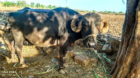 ભેંસ વેચવાની છે