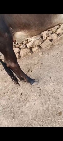આ જામવી ગાય વેચવાની છે