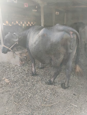 સાવસોજીછેગમેતેનેદોવાદીયેછે