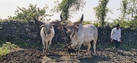 બળદ