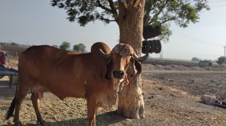 ત્રીજું વેતર વિયાસે
