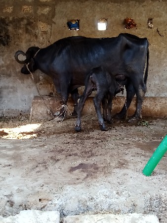 ભેશ વેછવાની છે તેજુ વેતર વેરણ
